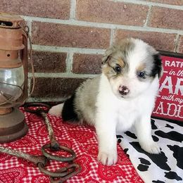 Australian Shepherd Puppies from Kendra Phillips