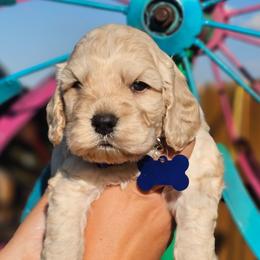 Reel - Cream male Cockapoo puppy in Indiahoma, Oklahoma from Phamily Doodles