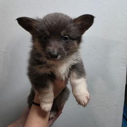 Chloe - Blue female Pembroke Welsh Corgi puppy in Tucson, Arizona from D-S Ranch Corgis