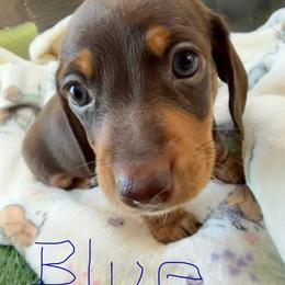 Blue collar puppy - Chocolate and tan male Dachshund puppy in Apache Junction, Arizona from Shaw Dachshunds