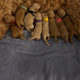 Goldendoodle puppies from Doodle Love