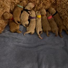 Goldendoodle puppies from Doodle Love