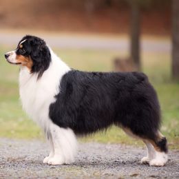 Australian Shepherds from Zerlahn