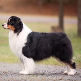 Australian Shepherds from Zerlahn