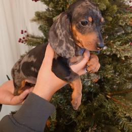 Silver dapple female - Dapple female Dachshund puppy in Hesperia, California from VOM HAUSE Imperial