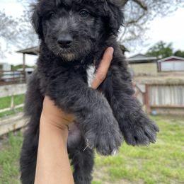 Poodle Puppies from Fluffy Doodle Farms