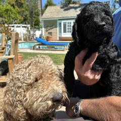 Double Doodle Puppies from Goldendoodle Labradoodle MIX !!!
