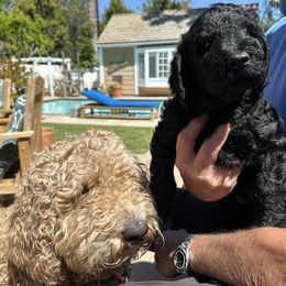 Double Doodle Puppies from Goldendoodle Labradoodle MIX !!!
