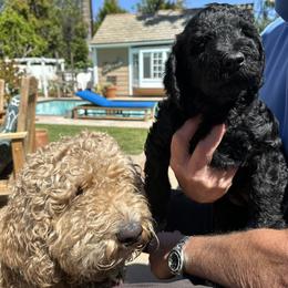 Double Doodle Puppies from Goldendoodle Labradoodle MIX !!!