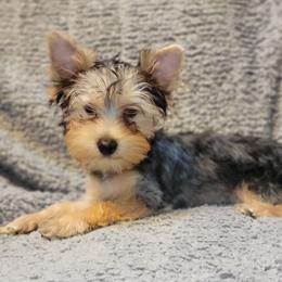 Red collar boy - Black and tan male Yorkshire Terrier puppy in Jacksonville, Florida from Yorkieology