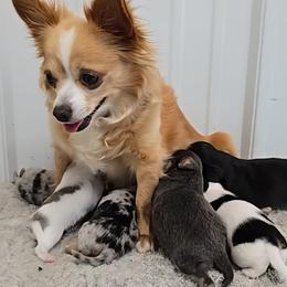 Chihuahua puppies from RockyTop Hearts