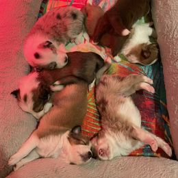 Australian Shepherd and Border Collie Puppies from Wiggles 4 Life