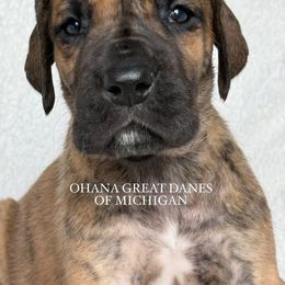 Gypsy - Brindle Great Dane puppy in Michigan from Ohana Great Danes of Michigan