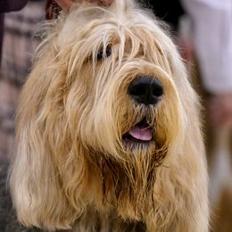 Ruby - Otterhound