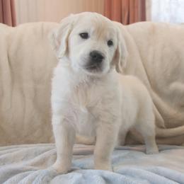 Gray Collar - Light golden male Golden Retriever puppy in Roseburg, Oregon from Unbound Goldens