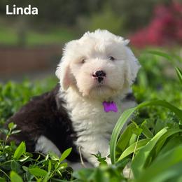 Linda - Gray and white female Old English Sheepdog puppy in Sutherlin, Oregon from Sapphire Eyes Sheepdogs