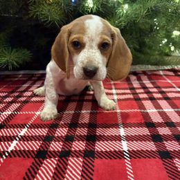 Maggies Blue Collar - Black fawn and white male Beagle puppy in Brownsville, Oregon from Beagles on the Run