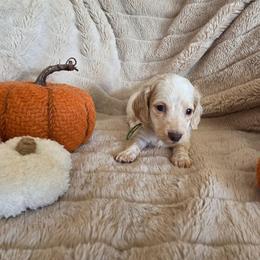 AKC Green Collar - Piebald male Dachshund puppy in Mesa, Arizona from Diamondback Doxie