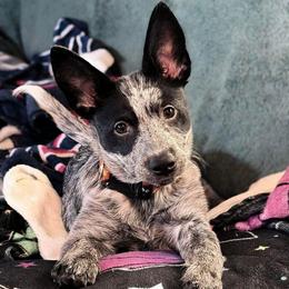 Star (CO-OWN, GUARDIAN ONLY) - Blue speckled female Australian Cattle Dog puppy in Marana, Arizona from Impact 3rd Australian Cattle Dogs