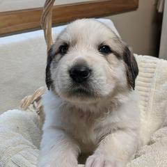 Great Pyrenees Puppies from Duck Creek Poultry Place