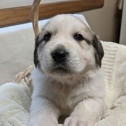Great Pyrenees Puppies from Duck Creek Poultry Place