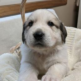 Great Pyrenees Puppies from Duck Creek Poultry Place