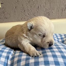Wheaten boy 1 - Wheaten male Scottish Terrier puppy in Nickelsville, Virginia from Pecan Creek