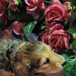 Dachshund Puppies from CLARK'S BREEDING PROGRAM