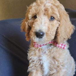 Poodles from Sugarpaw Pups