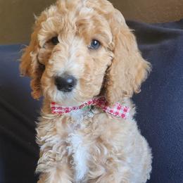 Poodles from Sugarpaw Pups