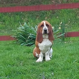 Basset Hound All Grown Up from Amy Schoultheis