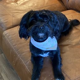 Christopher - Havanese