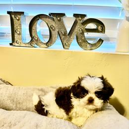Only Boy. He is just the cutest little thing - Liver and white male Shih Tzu puppy in Kodak, Tennessee from Cutshall Babies
