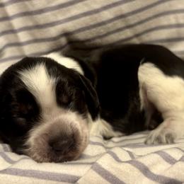 4 - Black white and tan female English Springer Spaniel puppy in Natural Bridge, Virginia from Sara's English Springer Spaniels