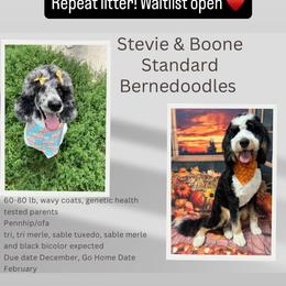 Bernedoodle puppies from Northern Charm Farm