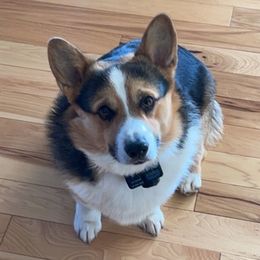 Pembroke Welsh Corgis from Old Blue Springs Corgis