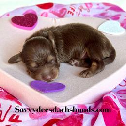 Lovey (2800 AKC Pet) - Chocolate and cream female Dachshund puppy in Augusta, Arkansas from Savvy-Dee's Dachshunds