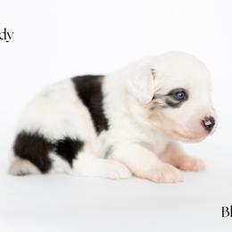 Cody - Blue merle male Miniature Australian Shepherd puppy in Wooster, Ohio from Kari's Mini Aussies
