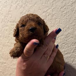 Toy size boy dark red - Red  male Poodle puppy in Southwest Ranches, Florida from Herringbone ‘s Poodles