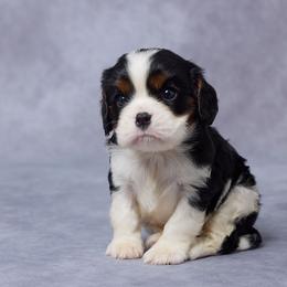 Theo - Tri-color male Cavalier King Charles Spaniel puppy in Apple Creek, Ohio from Grandeur Valley Puppies