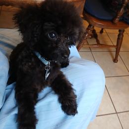 Zadok - Black male Poodle puppy in North Carolina from Faithful Hearts Kennel
