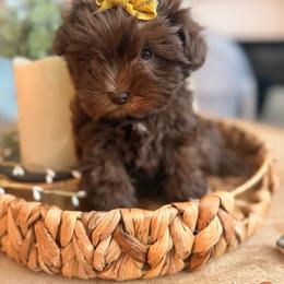 Maya - Liver female Miniature Schnauzer puppy in Orange City, Florida from Xaysha’s Miniature Schnauzers