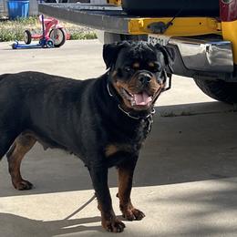 Gigi - Rottweiler