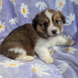Tallahassee - Sable female Pembroke Welsh Corgi puppy in Bridge City, Texas from Disco Corgis