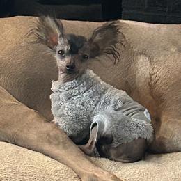 Chihuahua and Chinese Crested Puppies from Western Kentucky Chihuahua’s and Chinese Crested’s