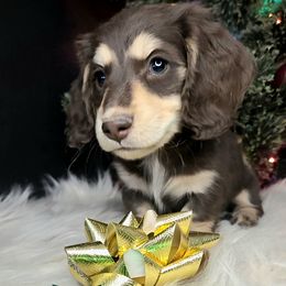 Pumpkin (Roll) - Chocolate and cream female Dachshund puppy in Batesville, Arkansas from Willow Tree Dachshunds