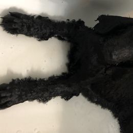 Poodle Puppies from Southern Standards