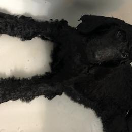 Poodle Puppies from Southern Standards