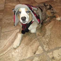 Australian Shepherd and Miniature Australian Shepherd All Grown Up from Prickly Pear Pups