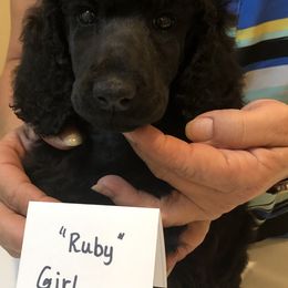 Poodle Puppies from Patricia Elliot